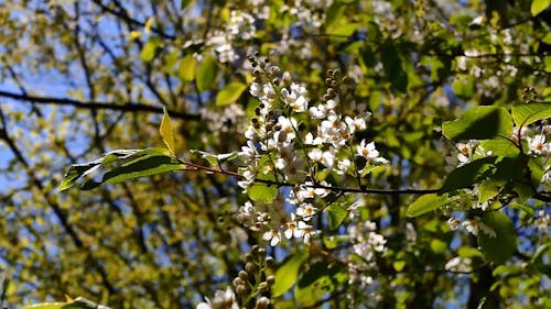 White Flowers on a Tree