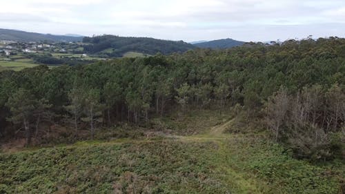 Drone Footage of a Forest and Sea