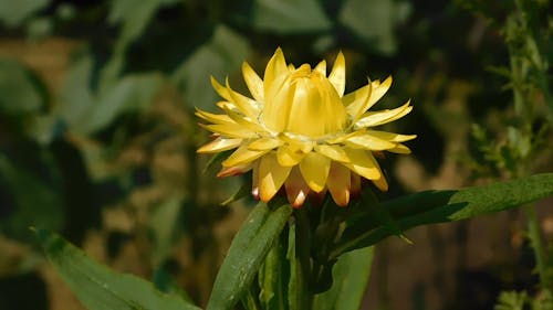 Close Up Video of a Flower