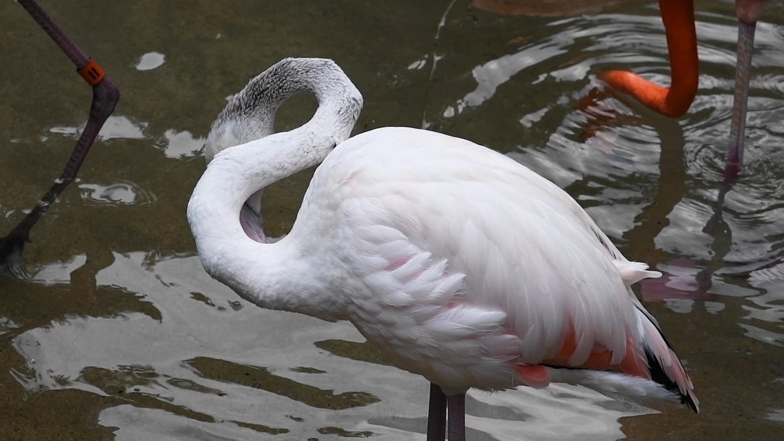 Warna Flamingo Pink - Flamingo yang kehilangan warna - kitiranmedia.com