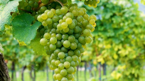 Close-Up Video of Green Grapes