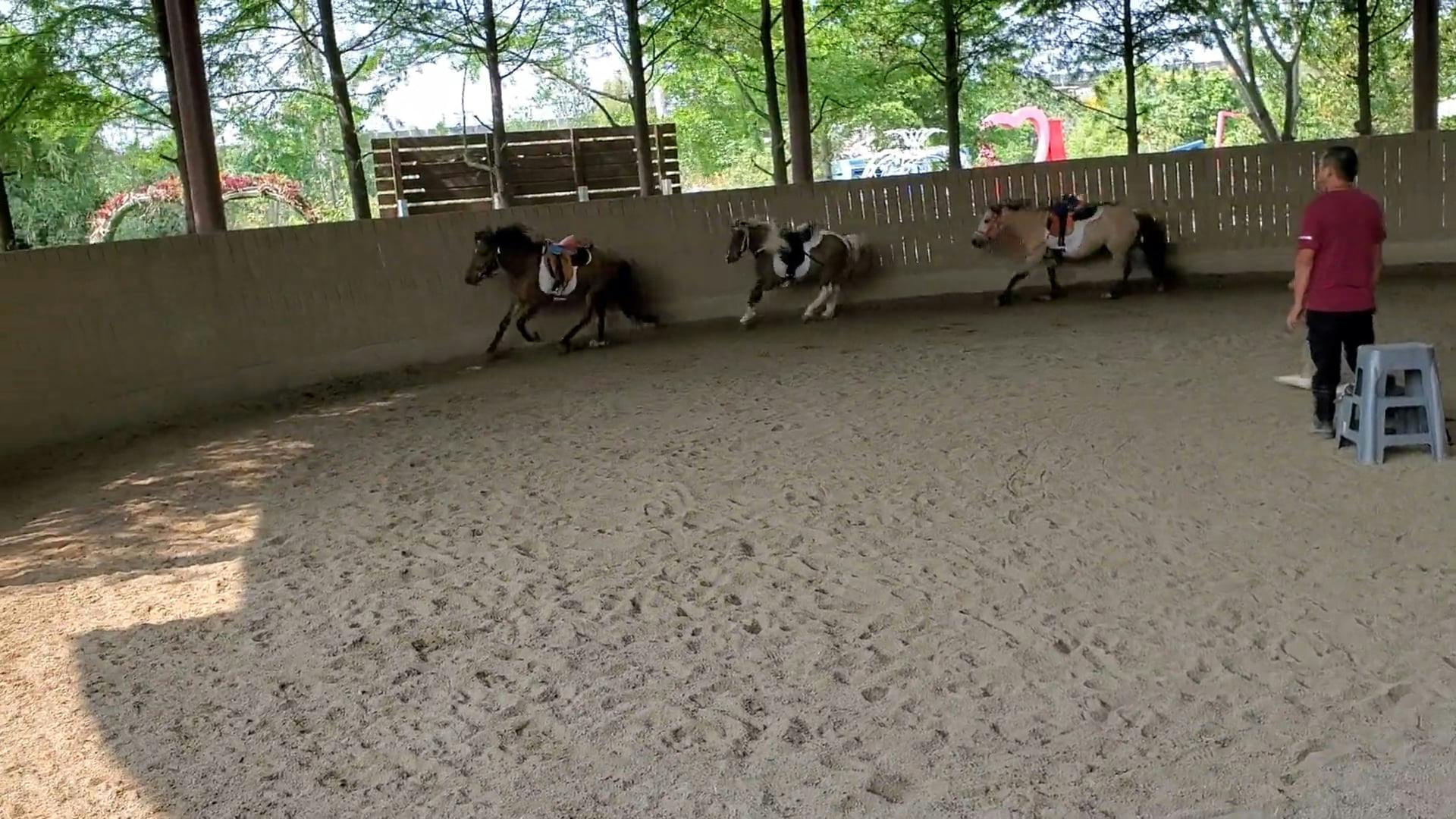 Horses Running in Circles Free Stock Video Footage, RoyaltyFree 4K