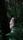 deep forest