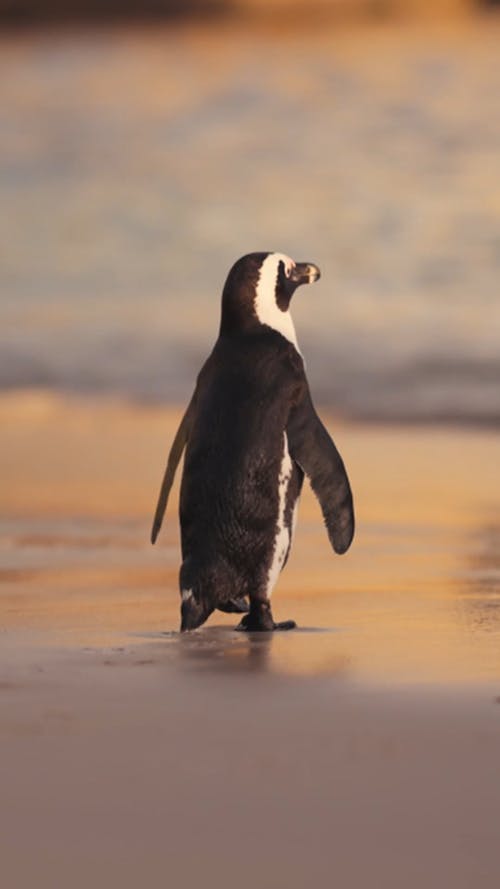 94+ Besten Pinguin Kotsenlose Videos · Lizenzfreie Videos · Pexels Stock  Videos
