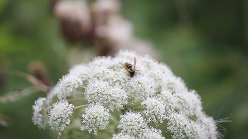 A Bee on White Flowers