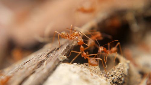 Close Up of Red Ants Crawling