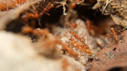 Close Up of an Ant Colony