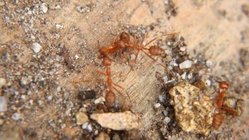 A Close-up Video of Red Ants