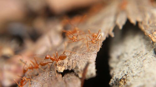 Close Up of Red Ants 