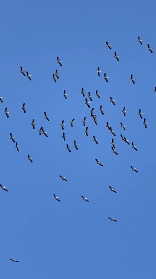 Birds Flying in the Sky 