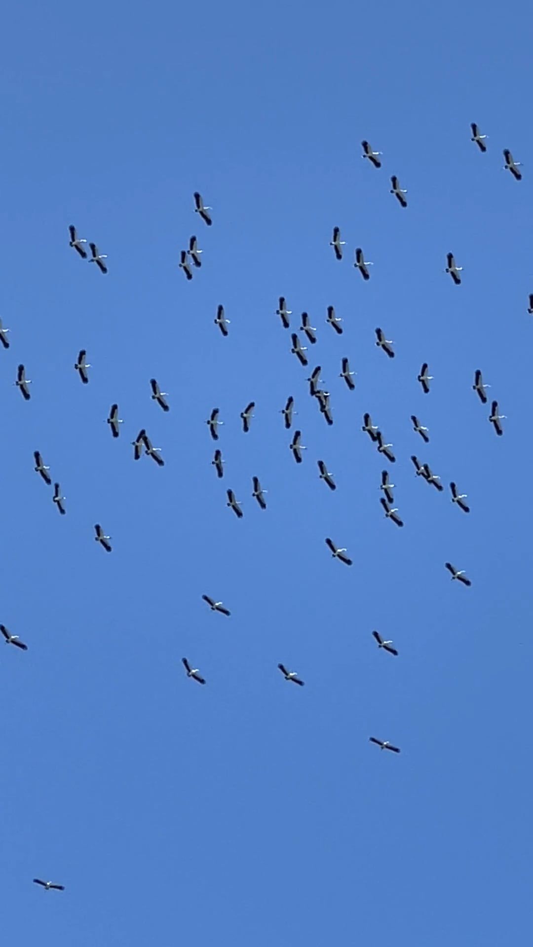 Fly Video Birds Flying in Slow Motion Free Stock Video Footage, Royalty-Free 4K ...