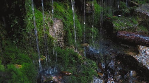 Droplets of Water on a Mossy Rocks