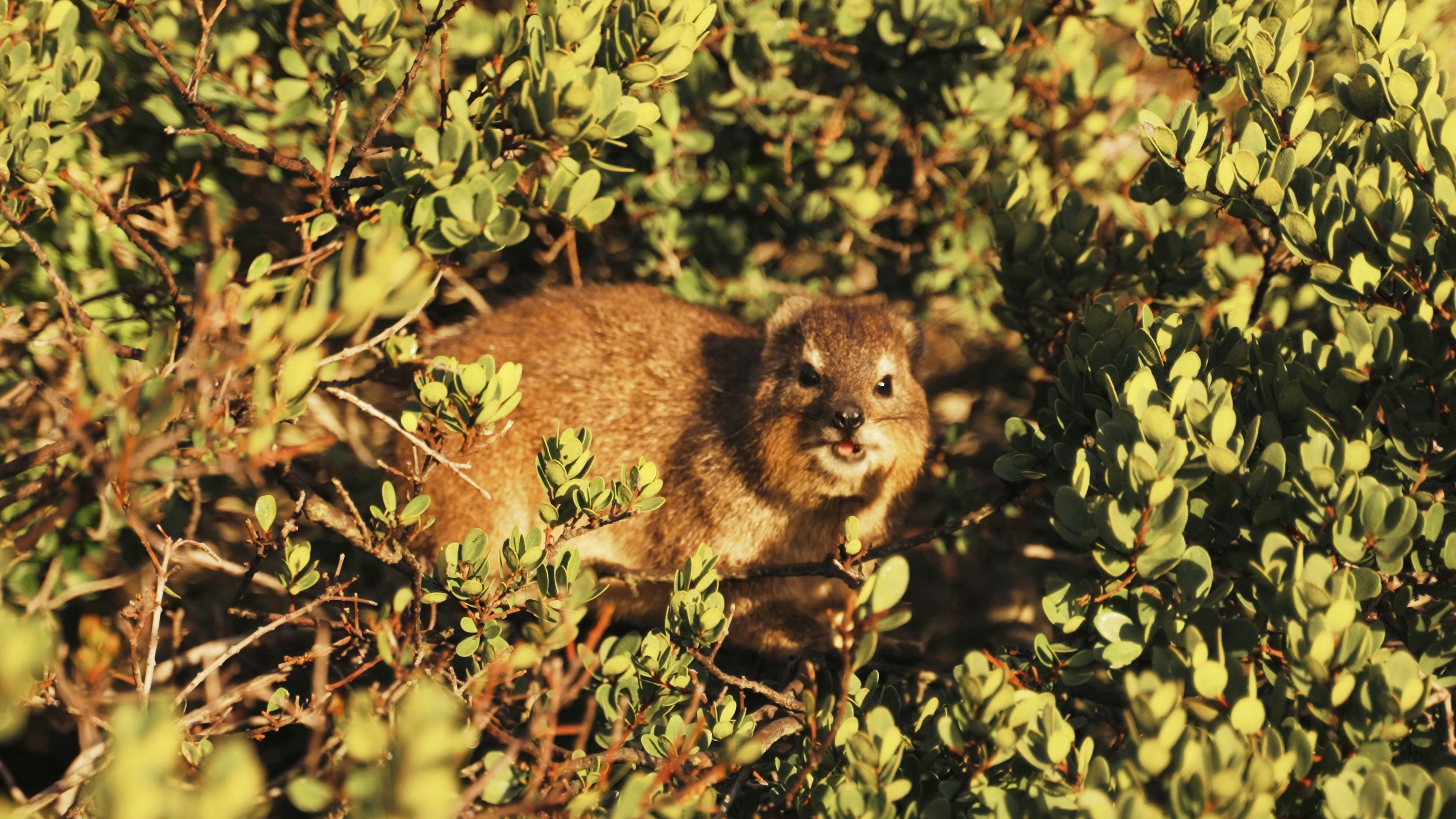 Close Up of a Rocky Hyrax Chewing Free Stock Video Footage, Royalty