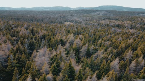 Drone Footage of a Dense Forest