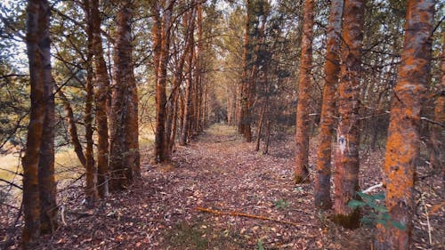 Point of View Shot of a Person Walking in the Woods