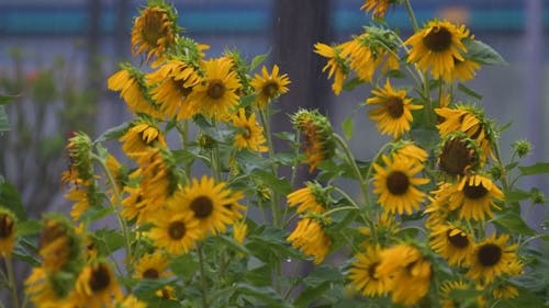 Sunflowers in the Rain