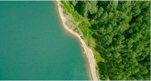 Drone Footage of a Forest Near a Lake