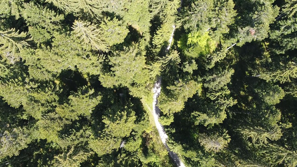 Drone Footage of a Forest Free Stock Video Footage, Royalty-Free 4K ...