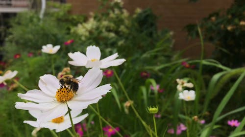 Close Up of Bees on Flowers 