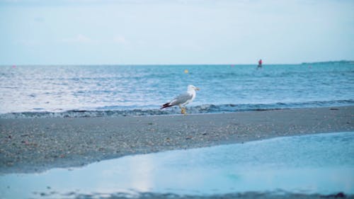 A Seagull Walking on Shore