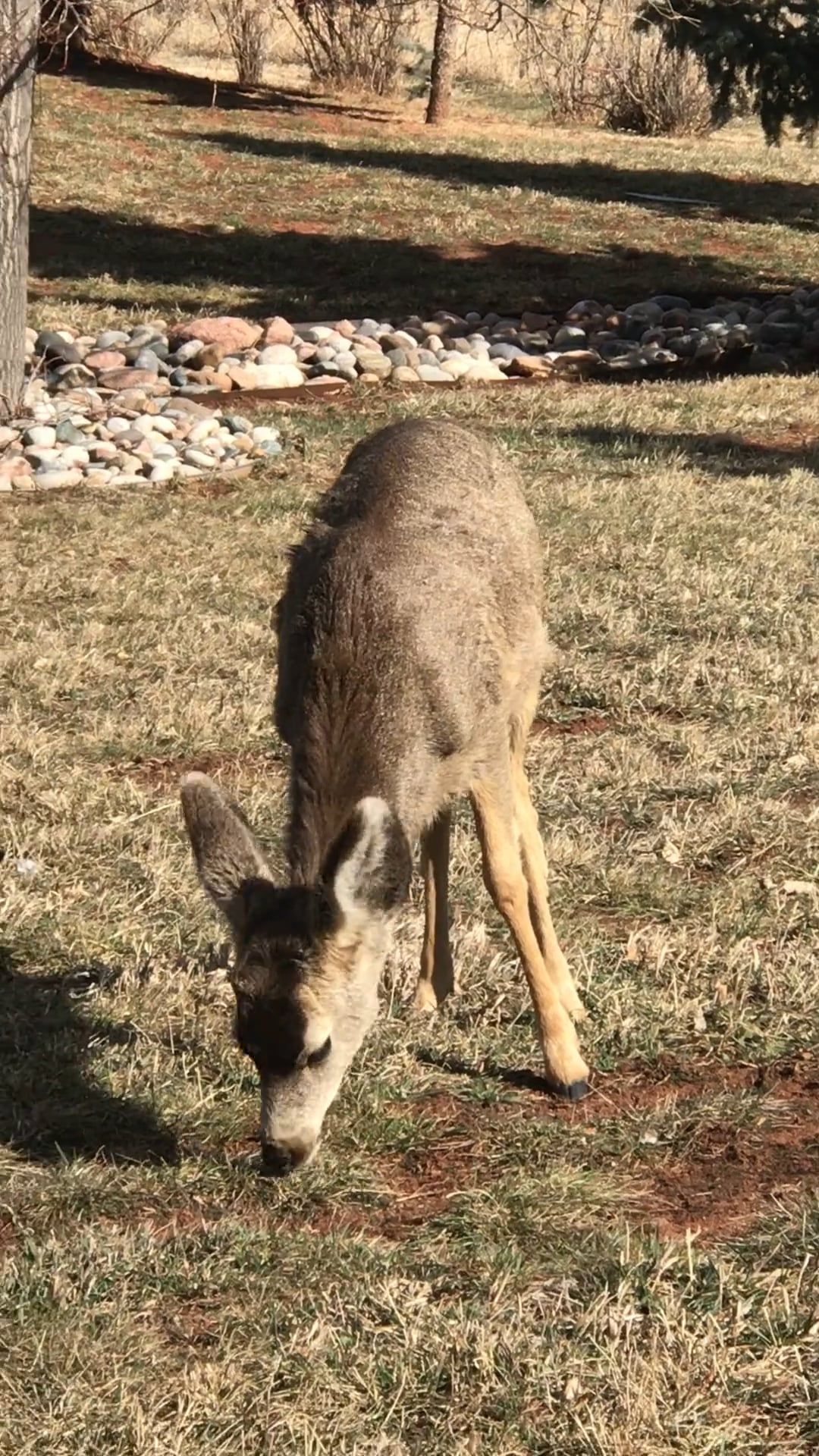 A Doe Eating Grass Free Stock Video Footage, Royalty-Free 4K &amp; HD Video ...