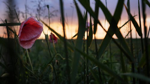 A Grass and Flowers on the Field