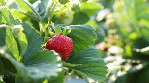 Close Up of a Strawberry 