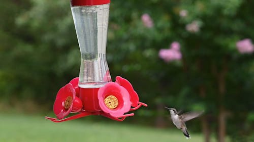 A Hummingbird Drinking from a Bird Feeder
