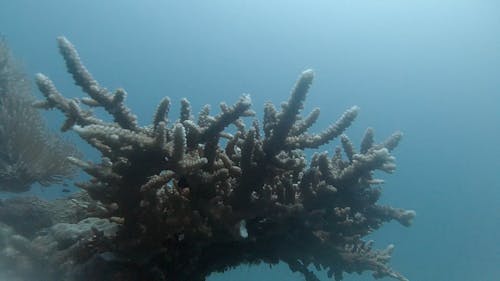 A Video of Corals and Fishes Underwater