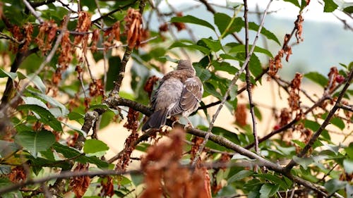 A Bird on a Twig