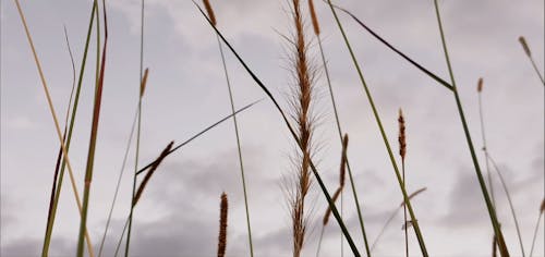 Close-up of Plants and the View of the Sky