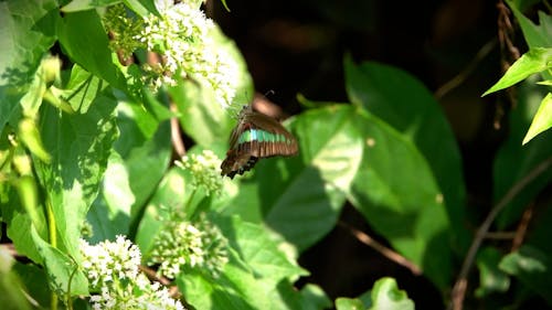 A Butterfly on a Flower