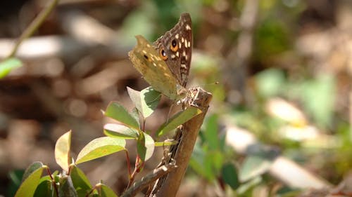 A Butterfly on a Plant 