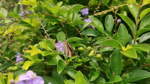 A Butterfly in a Lush Environment