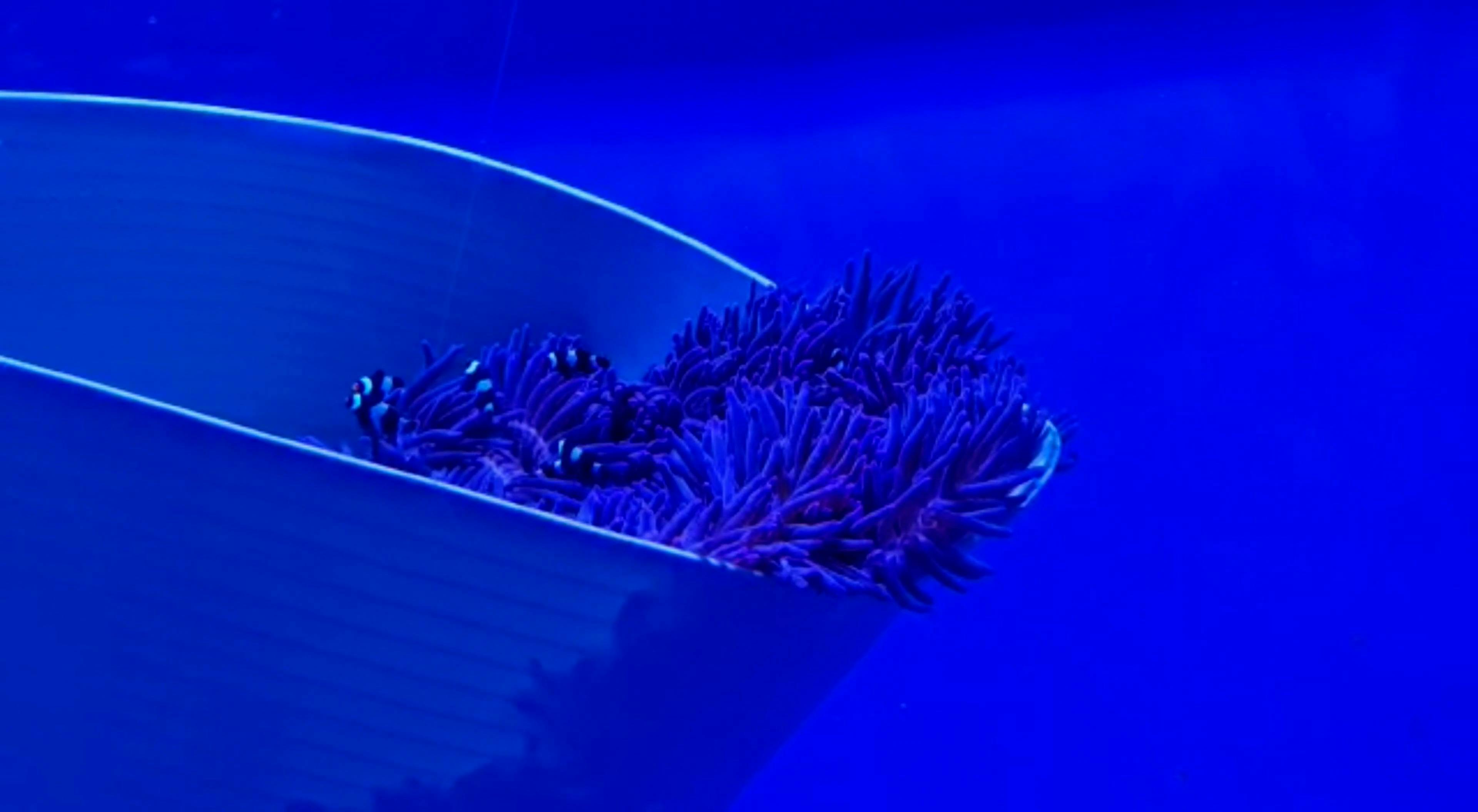 Video by Ishitha Rutha