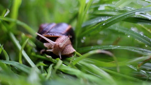 Close Up of a Snail 