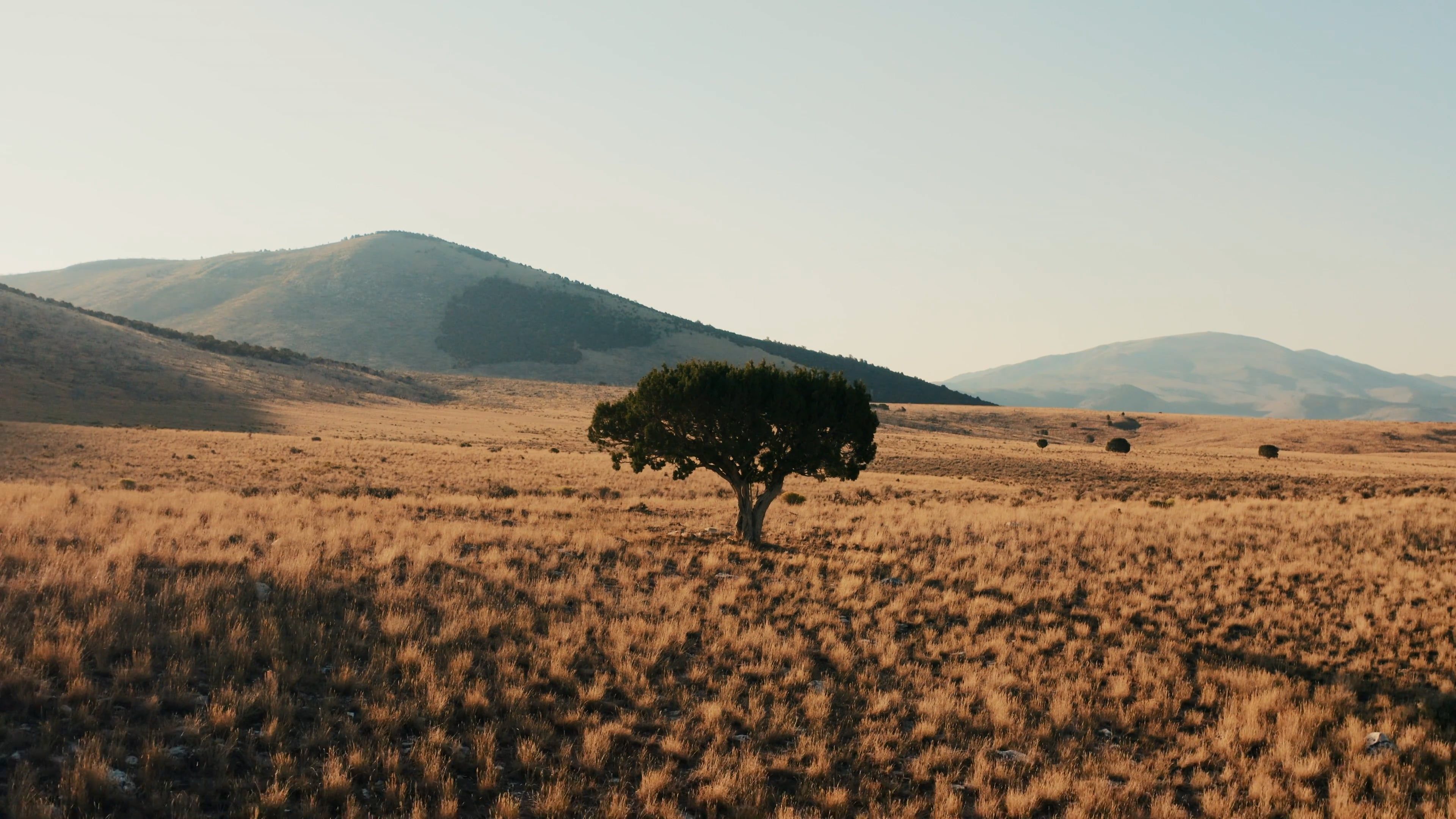 Drone Footage of a Tree Free Stock Video Footage, Royalty-Free 4K & HD ...