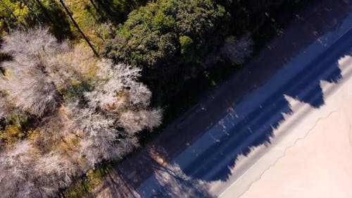 Drone Footage of a Forest 