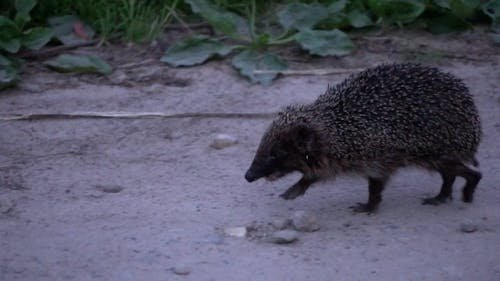 A Hedgehog Walking Fastly on the Ground