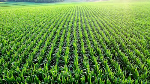 A Drone Footage of a Corn Field