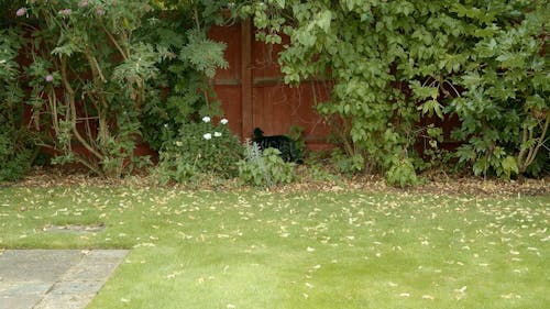 A Black Cat on the Backyard