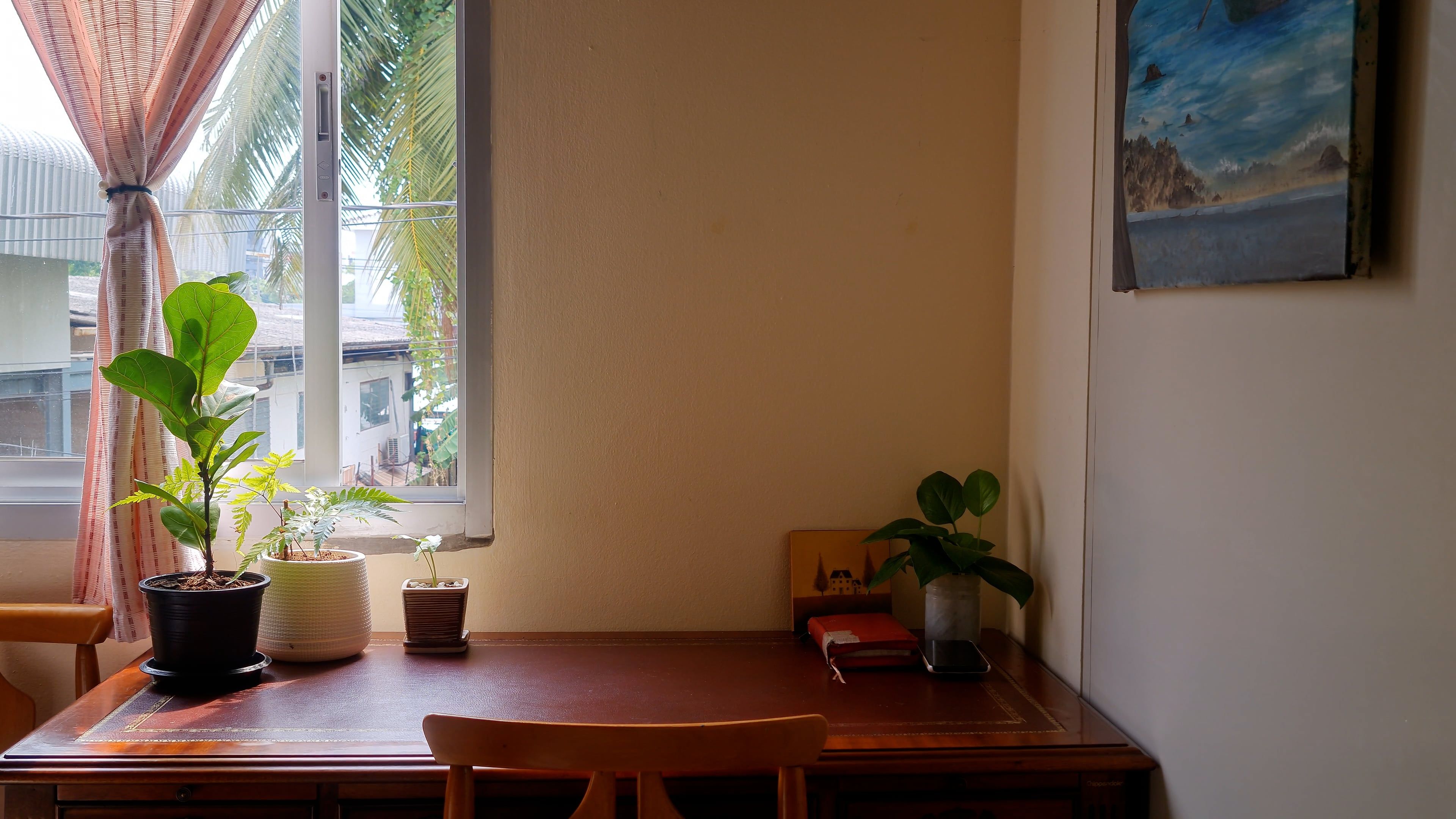 A Potted Plants on the Table Free Stock Video Footage, Royalty-Free 4K ...
