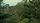 rain forest