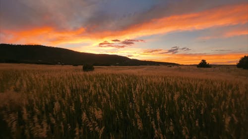 Sunset Over the Wheat Fields