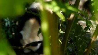 熊猫高清视频视频素材