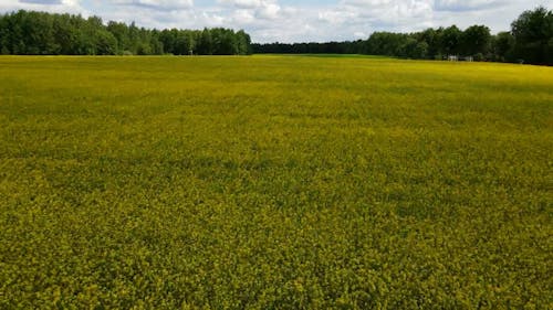 Drone Footage of Rapeseed Field