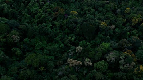 Drone Footage of a Dense Forest