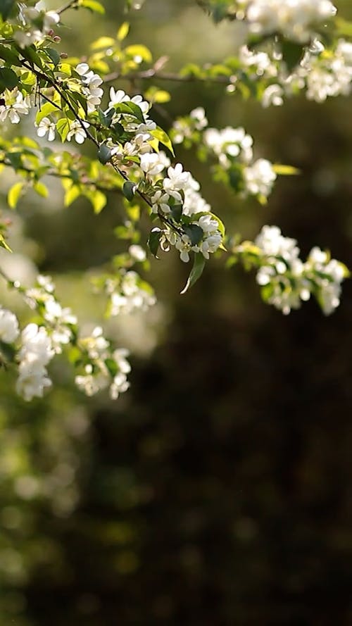 A White Flower on the Tree