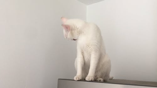 Close Up of a White Cat 