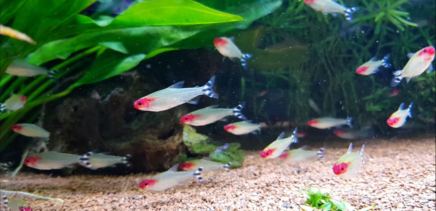 Tetra Fish Videos, Download The BEST Free 4k Stock Video Footage ...